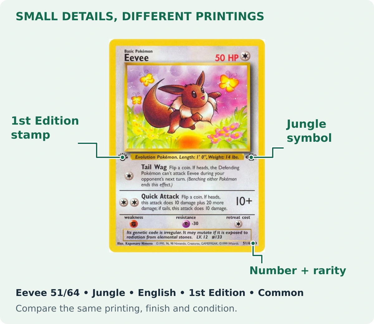 Jungle Eevee 51/64 with pointers to its 1st Edition stamp, Jungle set symbol and Common rarity circle beside the collector number.